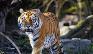 Preview wallpaper tiger, predator, fangs, big cat