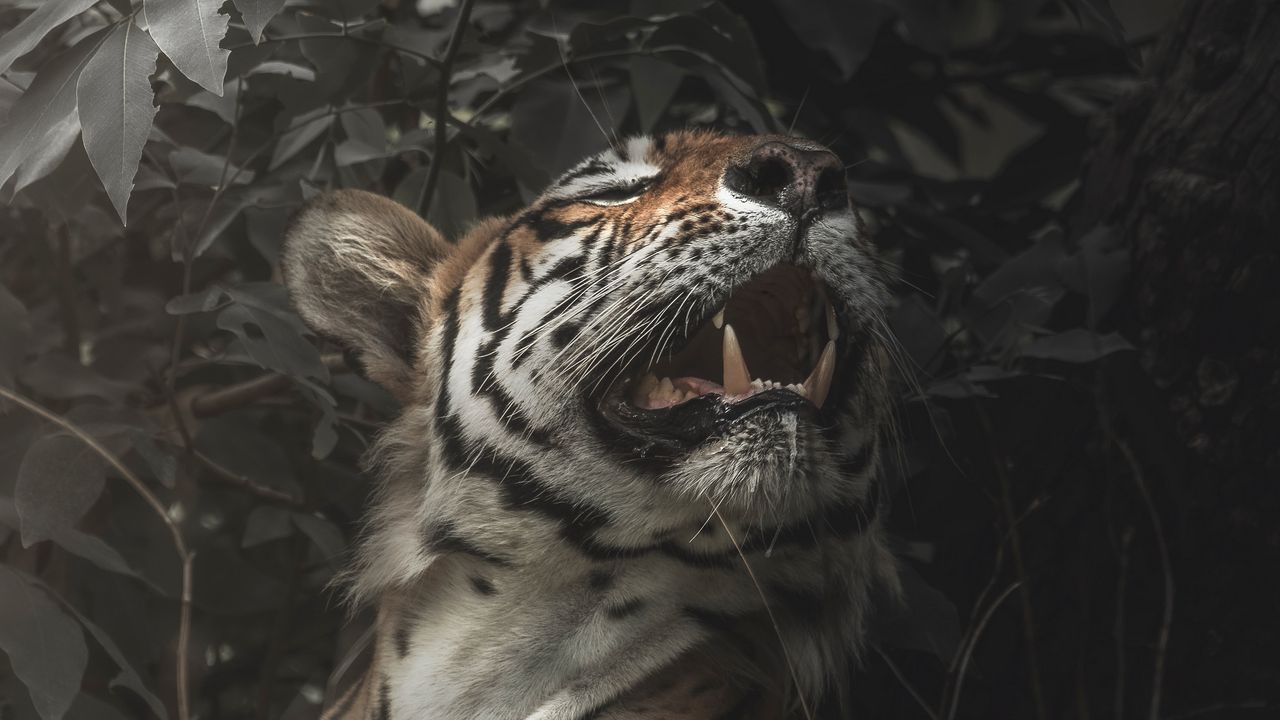 Wallpaper tiger, predator, fangs, mouth, big cat