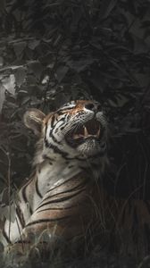 Preview wallpaper tiger, predator, fangs, mouth, big cat