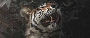 Preview wallpaper tiger, predator, fangs, mouth, big cat