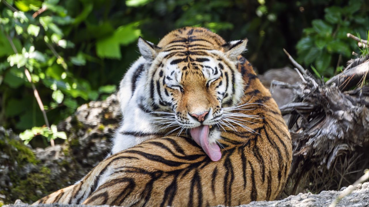 Wallpaper tiger, predator, funny, big cat, lanes, animal