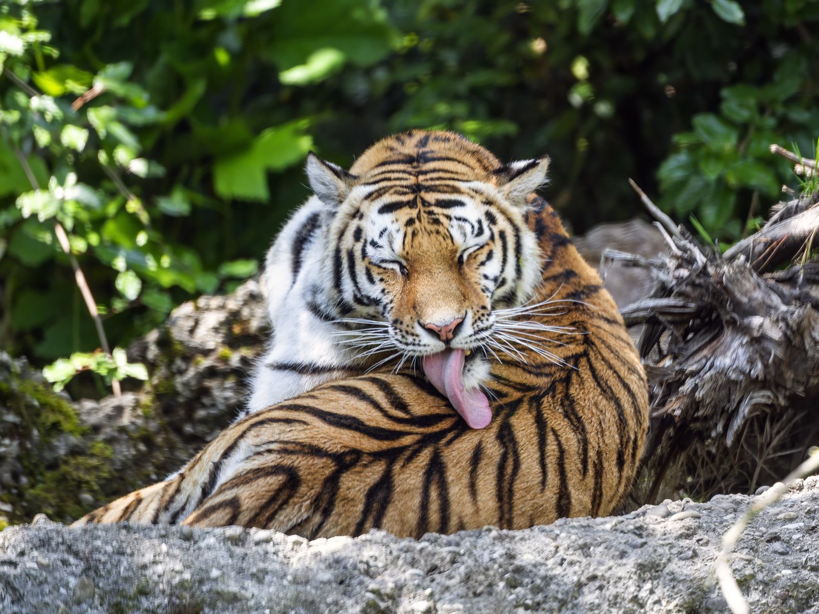 1600x1200 Wallpaper tiger, predator, funny, big cat, lanes, animal