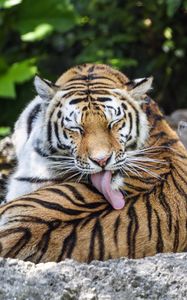 Preview wallpaper tiger, predator, funny, big cat, lanes, animal