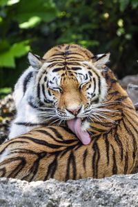 Preview wallpaper tiger, predator, funny, big cat, lanes, animal