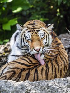 Preview wallpaper tiger, predator, funny, big cat, lanes, animal