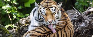 Preview wallpaper tiger, predator, funny, big cat, lanes, animal