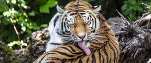 Preview wallpaper tiger, predator, funny, big cat, lanes, animal