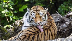 Preview wallpaper tiger, predator, funny, big cat, lanes, animal