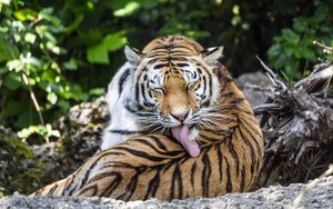 Preview wallpaper tiger, predator, funny, big cat, lanes, animal
