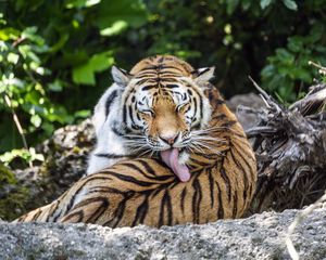 Preview wallpaper tiger, predator, funny, big cat, lanes, animal