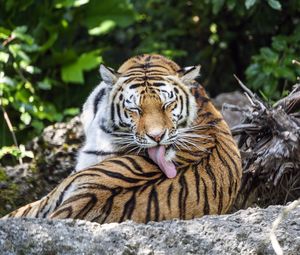 Preview wallpaper tiger, predator, funny, big cat, lanes, animal