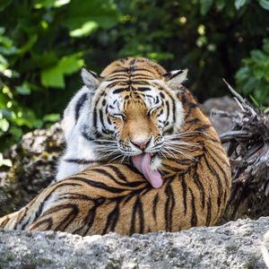 Preview wallpaper tiger, predator, funny, big cat, lanes, animal