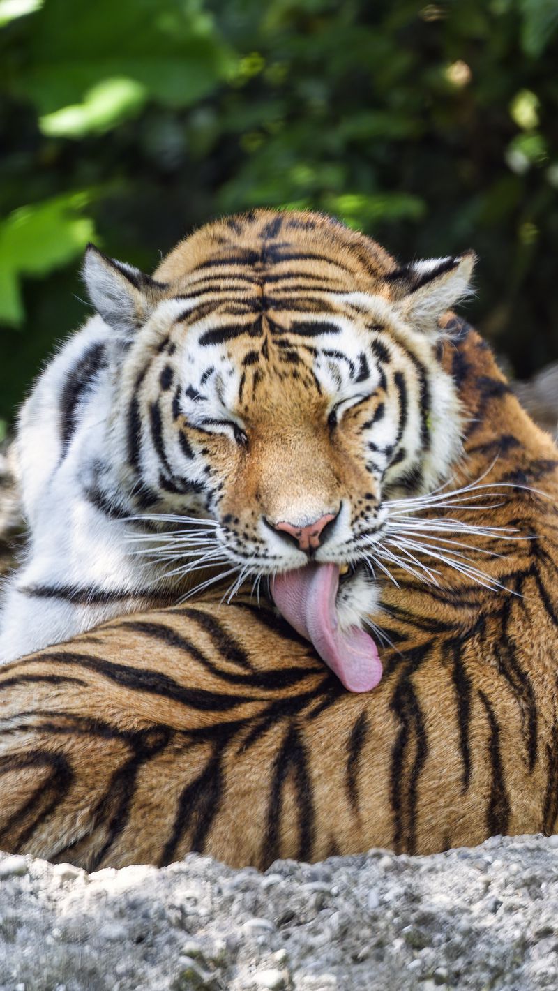 800x1420 Wallpaper tiger, predator, funny, big cat, lanes, animal