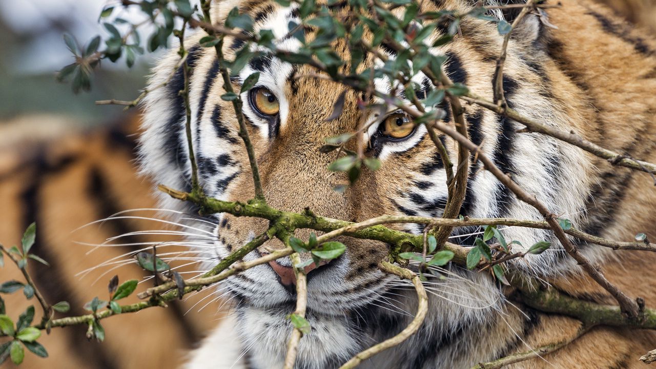 Wallpaper tiger, predator, glance, big cat