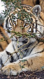 Preview wallpaper tiger, predator, glance, big cat