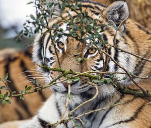 Preview wallpaper tiger, predator, glance, big cat