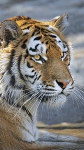 Preview wallpaper tiger, predator, glance, big cat, face