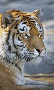 Preview wallpaper tiger, predator, glance, big cat, face