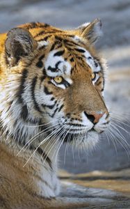 Preview wallpaper tiger, predator, glance, big cat, face