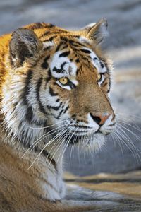 Preview wallpaper tiger, predator, glance, big cat, face