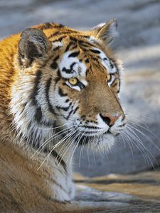 Preview wallpaper tiger, predator, glance, big cat, face