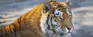 Preview wallpaper tiger, predator, glance, big cat, face