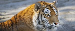 Preview wallpaper tiger, predator, glance, big cat, face