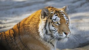 Preview wallpaper tiger, predator, glance, big cat, face