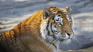 Preview wallpaper tiger, predator, glance, big cat, face