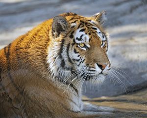 Preview wallpaper tiger, predator, glance, big cat, face