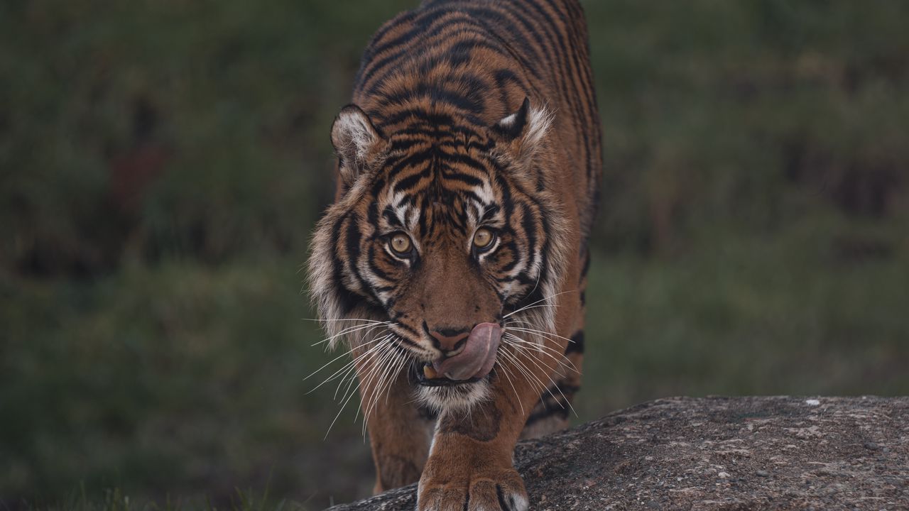 Wallpaper tiger, predator, glance, wildlife