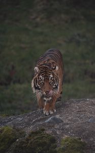 Preview wallpaper tiger, predator, glance, wildlife