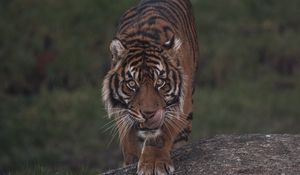 Preview wallpaper tiger, predator, glance, wildlife