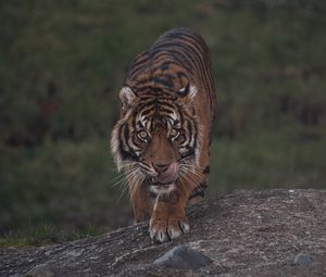 Preview wallpaper tiger, predator, glance, wildlife