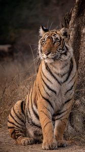 Preview wallpaper tiger, predator, glance, wildlife, big cat