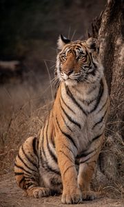Preview wallpaper tiger, predator, glance, wildlife, big cat