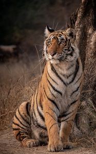 Preview wallpaper tiger, predator, glance, wildlife, big cat