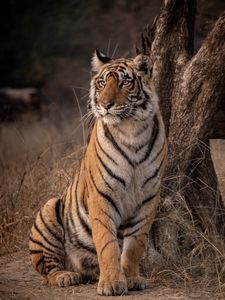 Preview wallpaper tiger, predator, glance, wildlife, big cat