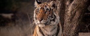 Preview wallpaper tiger, predator, glance, wildlife, big cat