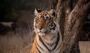 Preview wallpaper tiger, predator, glance, wildlife, big cat