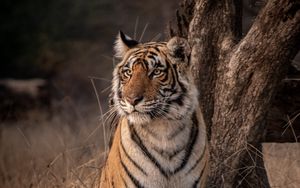 Preview wallpaper tiger, predator, glance, wildlife, big cat