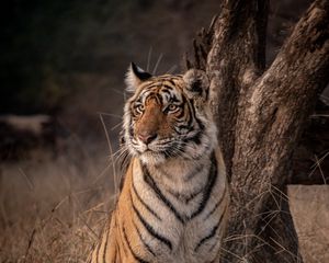 Preview wallpaper tiger, predator, glance, wildlife, big cat