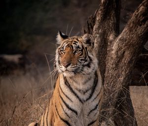 Preview wallpaper tiger, predator, glance, wildlife, big cat