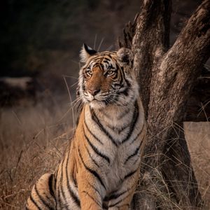 Preview wallpaper tiger, predator, glance, wildlife, big cat