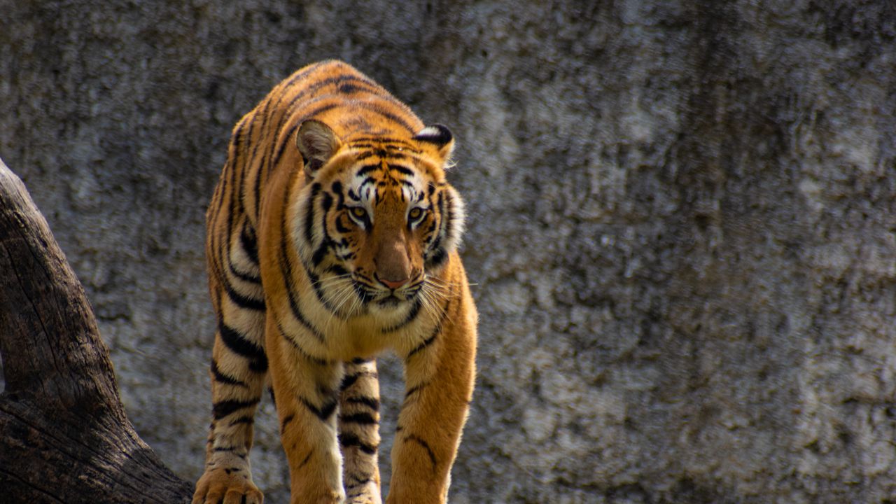 Wallpaper tiger, predator, glance, tree, big cat