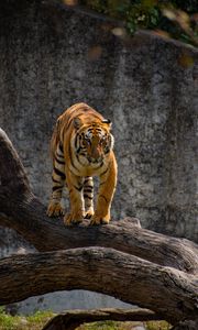 Preview wallpaper tiger, predator, glance, tree, big cat