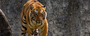 Preview wallpaper tiger, predator, glance, tree, big cat
