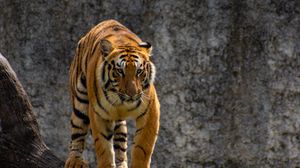 Preview wallpaper tiger, predator, glance, tree, big cat
