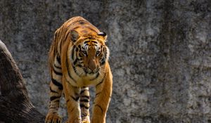 Preview wallpaper tiger, predator, glance, tree, big cat