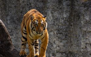 Preview wallpaper tiger, predator, glance, tree, big cat